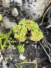 Crassula glomerata