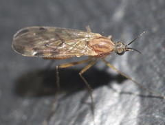 Sylvicola fenestralis