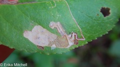 Stigmella slingerlandella