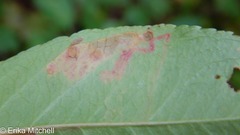 Stigmella slingerlandella