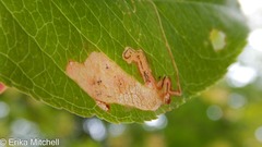 Stigmella slingerlandella