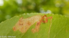 Stigmella slingerlandella