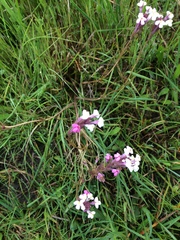 Triphysaria versicolor