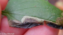Liriomyza orilliensis