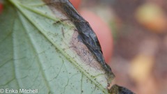 Liriomyza orilliensis