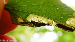 Liriomyza orilliensis