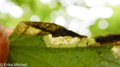 Liriomyza orilliensis