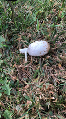 Chlorophyllum molybdites