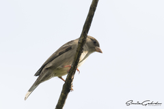 Passer domesticus