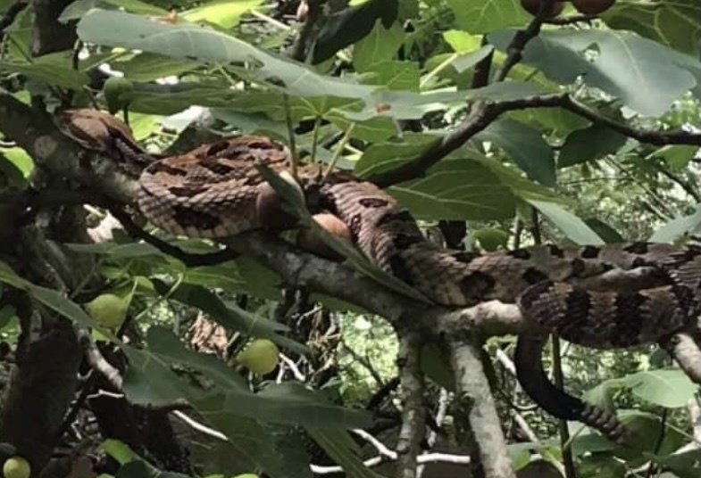 Timber Rats Oregon Timber Rattlesnake in October 2021 by jnr19f · iNaturalist