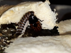 Pselaphacus signatus