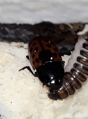 Pselaphacus signatus