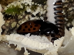 Pselaphacus signatus