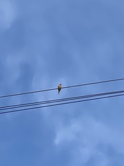 Haemorhous mexicanus