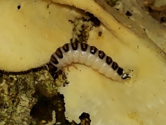 Pselaphacus signatus