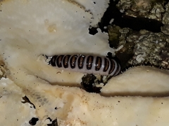 Pselaphacus signatus