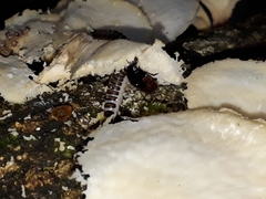 Pselaphacus signatus