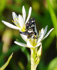 Pseudothyris sepulchralis