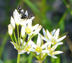 Pseudothyris sepulchralis