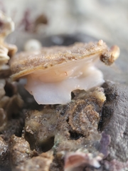 Crepidula nummaria