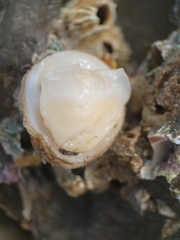 Crepidula nummaria