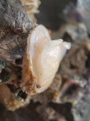 Crepidula nummaria