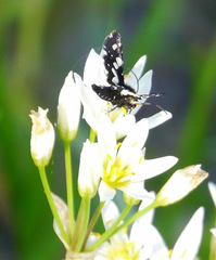 Pseudothyris sepulchralis