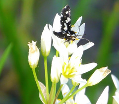 Pseudothyris sepulchralis