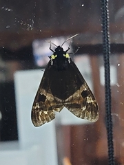 Dysschema leucophaea