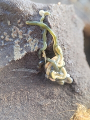Emplectonema gracile