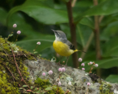 Motacilla cinerea patriciae
