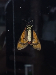 Dysschema leucophaea