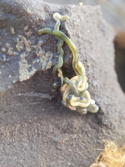 Emplectonema gracile