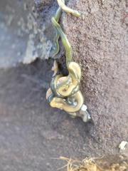Emplectonema gracile