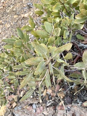 Arctostaphylos pungens