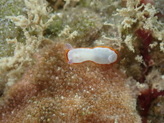 Goniobranchus verrieri