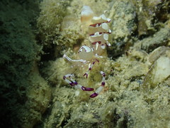 Ancylomenes speciosus