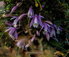 Pleione praecox