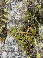 Cotula filifolia