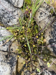 Cotula filifolia
