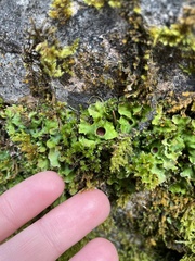 Solorina saccata