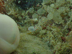 Goniobranchus verrieri