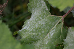Erysiphe heraclei