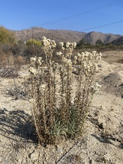 Pseudognaphalium leucocephalum