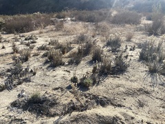 Pseudognaphalium leucocephalum