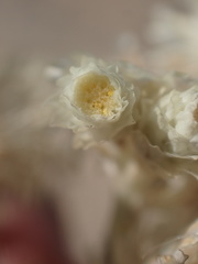 Pseudognaphalium leucocephalum