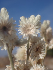 Pseudognaphalium leucocephalum