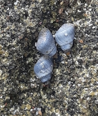 Echinolittorina aspera