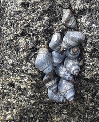 Echinolittorina aspera