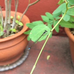Argentagrion ambiguum
